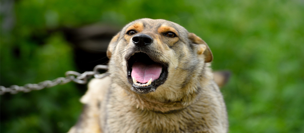 featured Pet insurance